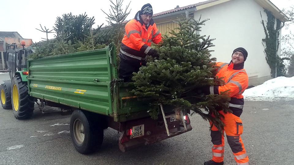 Bildtext: Alexander Prenninger und Marco Kuschal haben im Gemeindegebiet 775 Christbäume eingesammelt.  Foto: Johannes Strommer